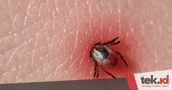 3 fakta mengenai protein dalam keringat manusia berpotensi melawan penyakit Lyme yang ditularkan oleh&nbsp;kutu