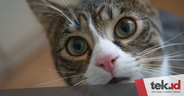 Kucing rentan terinfeksi flu burung: Ancaman baru bagi pemilik hewan&nbsp;peliharaan