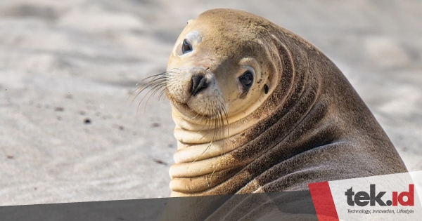 Ilmuwan pasang kamera di singa laut untuk pemetaan dasar laut