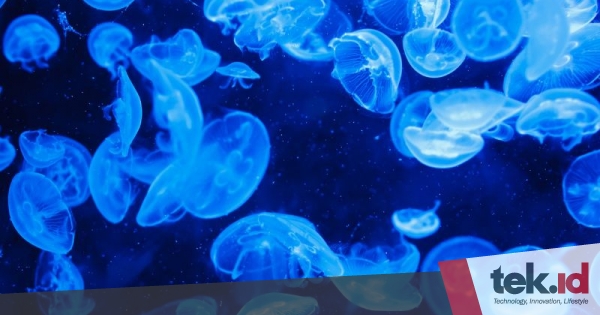 Comb Jelly Atlantik: Makhluk laut dengan kemampuan&nbsp;regenerasi